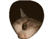 FEMALEDETECTED emote for Discord