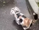 FeelsRainMan emote for Discord