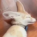 fenLOCKIN emote for Discord