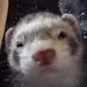 ferretStare emote for Discord