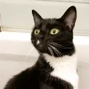 FelixModCheck emote for Discord