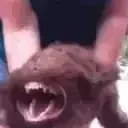 FERAL emote for Discord