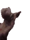 ferretJam emote for Discord