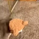 fengsheesh emote for Discord