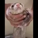 FerretJork emote for Discord