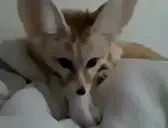 fenBiscuits emote for Discord