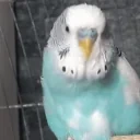 FelekSwish emote for Discord