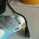 FelekMad emote for Discord