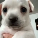 FearDog emote for Discord