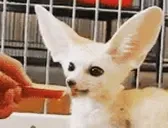 fenMunch emote for Discord