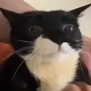 FeedMeSeymour emote for Discord