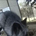 fennDespair emote for Discord