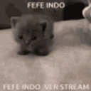 FefeIndoFefeIndoVerStream emote for Discord