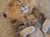 FeelingKindaCute emote for Discord