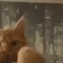 fedotir emote for Discord