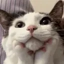 FeelsWowCat emote for Discord