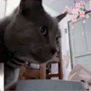 FelipeEAT emote for Discord