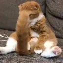 feebaskok emote for Discord