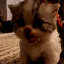 fentmya animated emote for Discord, Twitch and Slack