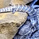 fellOff emote for Discord