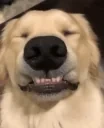 feelsgooddog emote for Discord