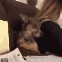 FearDog emote for Discord