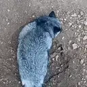 fennCOGGERS emote for Discord