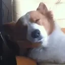 FellAsleep emote for Discord