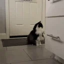 FelixSniffa emote for Discord