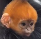 fera emote for Discord