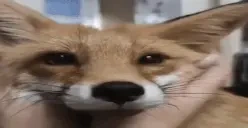 floof emote for Discord