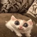 flatCatExcited emote for Discord