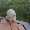 FLAXDOG emote for Discord