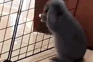 FLOPPED emote for Discord