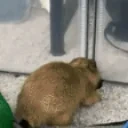 fluttLetMeIn emote for Discord