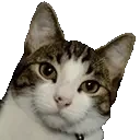 FlickWTF emote for Discord