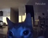 FLASHBANG emote for Discord