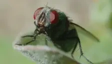 FlyPlottingSomethingEvi emote for Discord