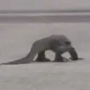 FlyLizard emote for Discord