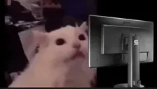 flashfuyu emote for Discord