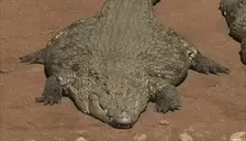 flatfuck emote for Discord