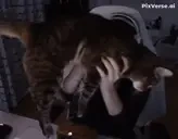 FlyHigh emote for Discord