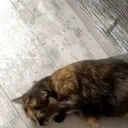 FleckiRoll emote for Discord