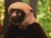 FLIPO emote for Discord