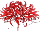 flower emote for Discord