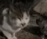 Flashbang emote for Discord