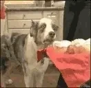 fluttPTSD emote for Discord