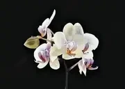 flower_animation emote for Discord