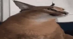 FloppaS emote for Discord