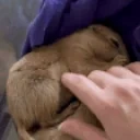 fluttCute emote for Discord